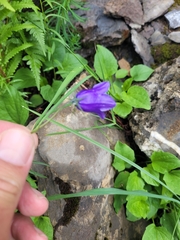 Campanula rhomboidalis