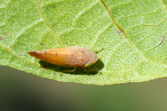Synophropsis