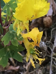 Tropaeolum peregrinum