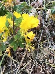 Tropaeolum peregrinum