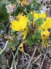 Tropaeolum peregrinum