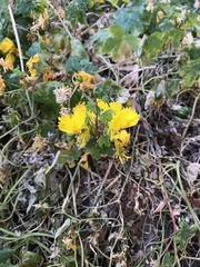 Tropaeolum peregrinum