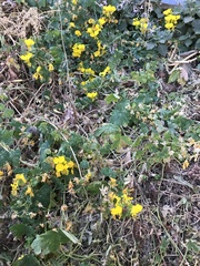 Tropaeolum peregrinum