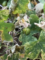 Tropaeolum peregrinum