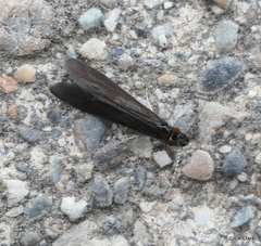 Mystacides sepulchralis