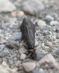 Mystacides sepulchralis