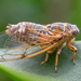 Cicadatra hyalina - Photo (c) Максим Стефанович, μερικά δικαιώματα διατηρούνται (CC BY-NC), uploaded by Максим Стефанович