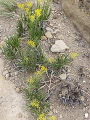 Petradoria pumila