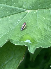 Evacanthus interruptus