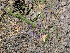 Trichostema laxum