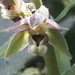 Epipactis helleborine orbicularis - Photo (c) bferrero, some rights reserved (CC BY-NC), uploaded by bferrero