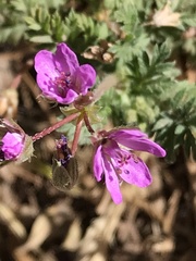 Erodium