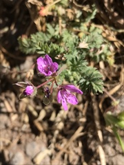 Erodium