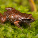 Bainskloof Moss Frog - Photo (c) Tyrone Ping, some rights reserved (CC BY-NC), uploaded by Tyrone Ping
