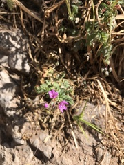 Erodium