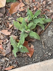 Stachys pycnantha