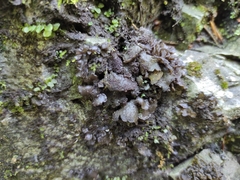 Collema flaccidum