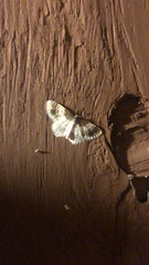Hydrelia condensata