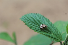 Orsilochides scurrilis