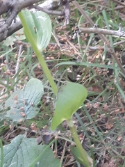 Epipactis helleborine orbicularis