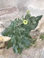 Nicotiana undulata