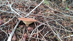 Infundibulicybe squamulosa