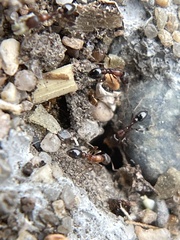 Cardiocondyla mauritanica