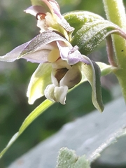 Epipactis helleborine orbicularis