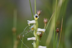 Spiranthes lucida