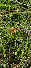Sympetrum meridionale