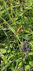 Sympetrum meridionale