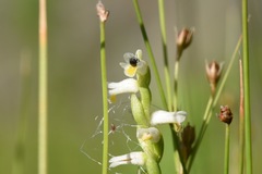 Spiranthes lucida