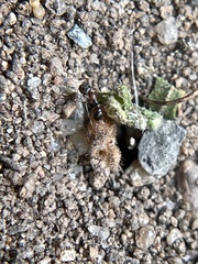 Cardiocondyla mauritanica