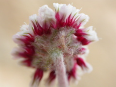 Eriogonum soliceps