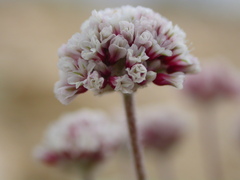 Eriogonum soliceps