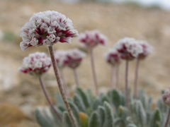 Eriogonum soliceps