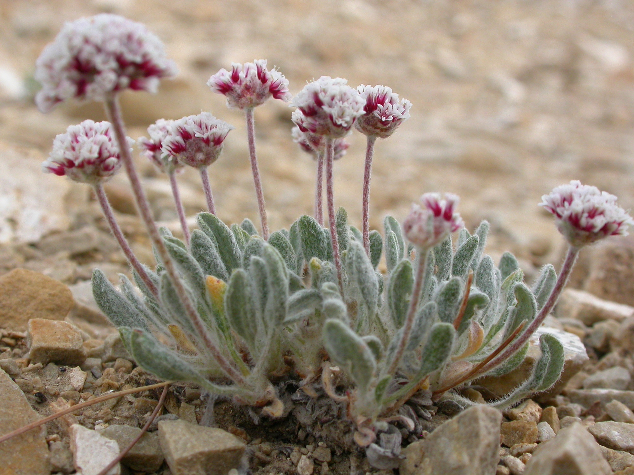 Eriogonum mancum