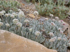 Eriogonum soliceps
