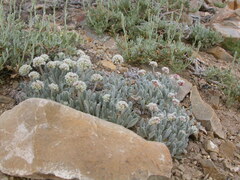 Eriogonum soliceps