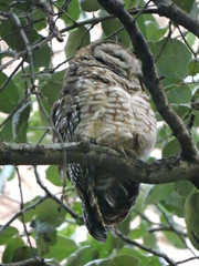 Strix occidentalis
