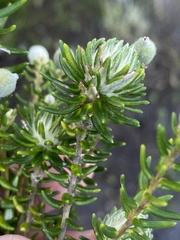 Phylica lasiocarpa