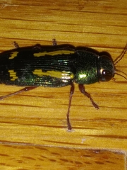 Buprestis rufipes