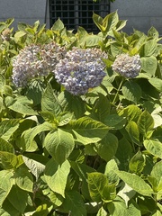 Hydrangea