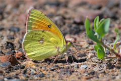 Colias heos