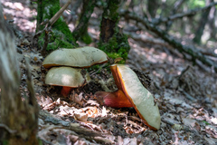 Rubroboletus satanas