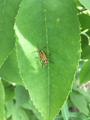 Chauliognathus marginatus