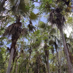Coccothrinax proctorii