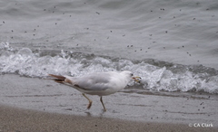 Mystacides sepulchralis