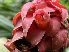 Costus lima
