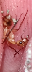 Camponotus zonatus